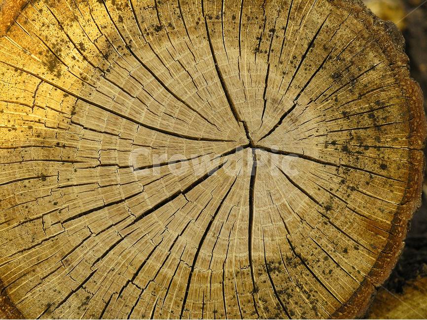 텍스쳐,패턴,나무,바탕,빈티지,배경,나뭇결,wood,백그라운드,질감,표면,texture,background,pattern,vintage,흔적,무늬,나이테,갈라짐,균열,나무,trees,wood,텍스처,질감,패턴,texture,pattern