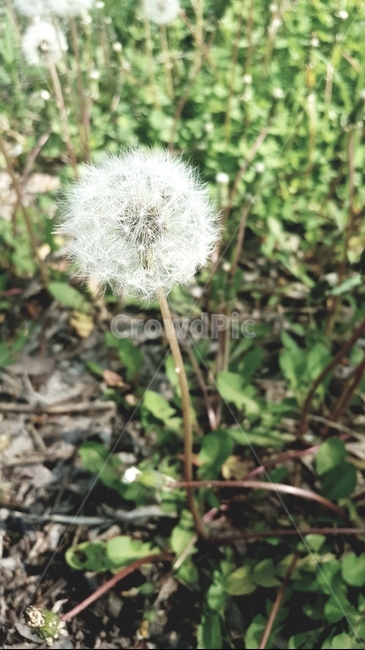 민들레,식물,민들레꽃,민들레씨,자연,식물,자연,plants,nature,꽃,flower