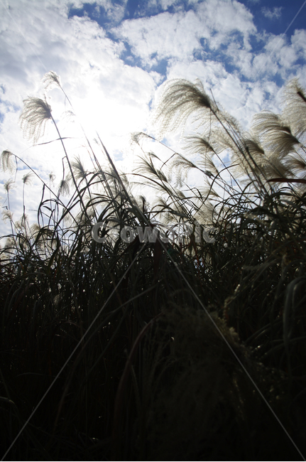 가을,억새,자연,nature,plant,식물,하늘,구름,자연,풍경,nature,landscape,grass,잔디,lawn,reed,갈대