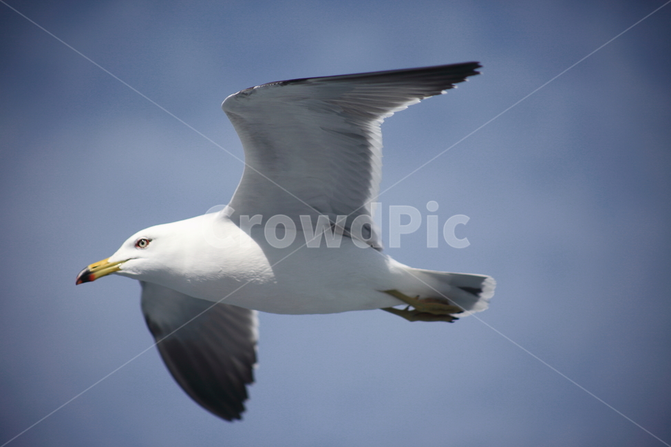 갈매기,바다새,대형조류,commongull,mewgull,laruscrassirostris,괭이갈매기,동물,animal,조류,새,birds