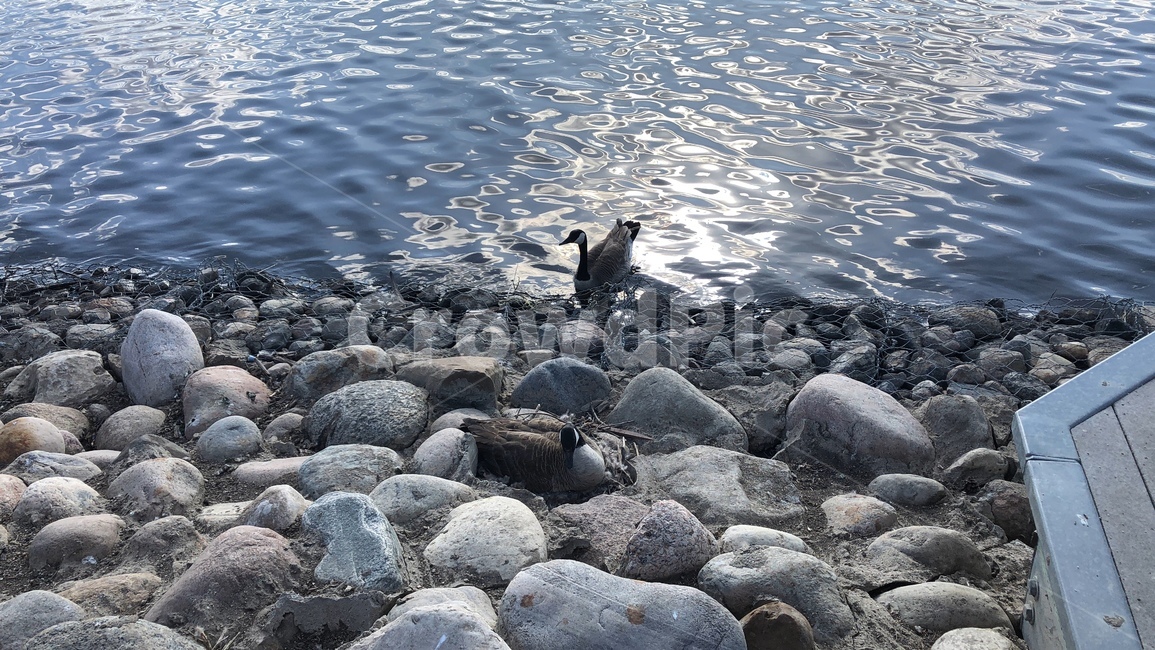 캐나다,공원,오리,강가,동물수영,canada,duck,park,river,swim,큰돌,갑판