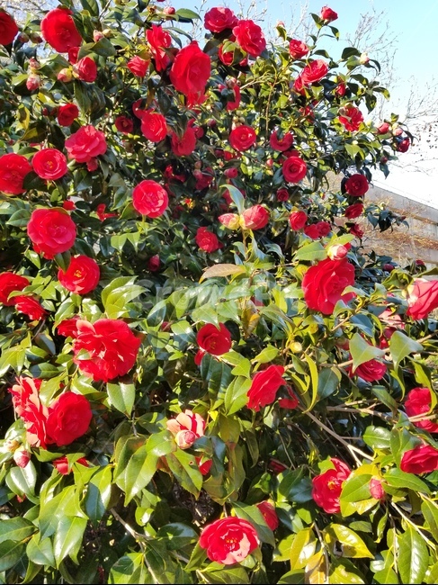 장미,꽃,flowers,봄,spring,sunny,화창한날씨,식물,자연,plants,nature,꽃,flower
