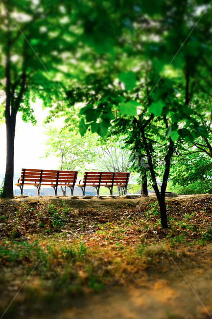 벤치,의자,공원,안양천,한국,풍경,나무,식물,블러효과,산책로