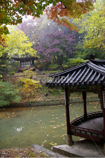 창덕궁,창덕궁후원,승재정,관람정,고궁,건축,전통건축,traditional,전통,기와지붕,가을,fall,나무,식물,plant,단풍,잎,낙엽,한국전통,한국문화,korean traditional,korean culture,건축물,건물외관,exterior,building,structure,architecture,construction