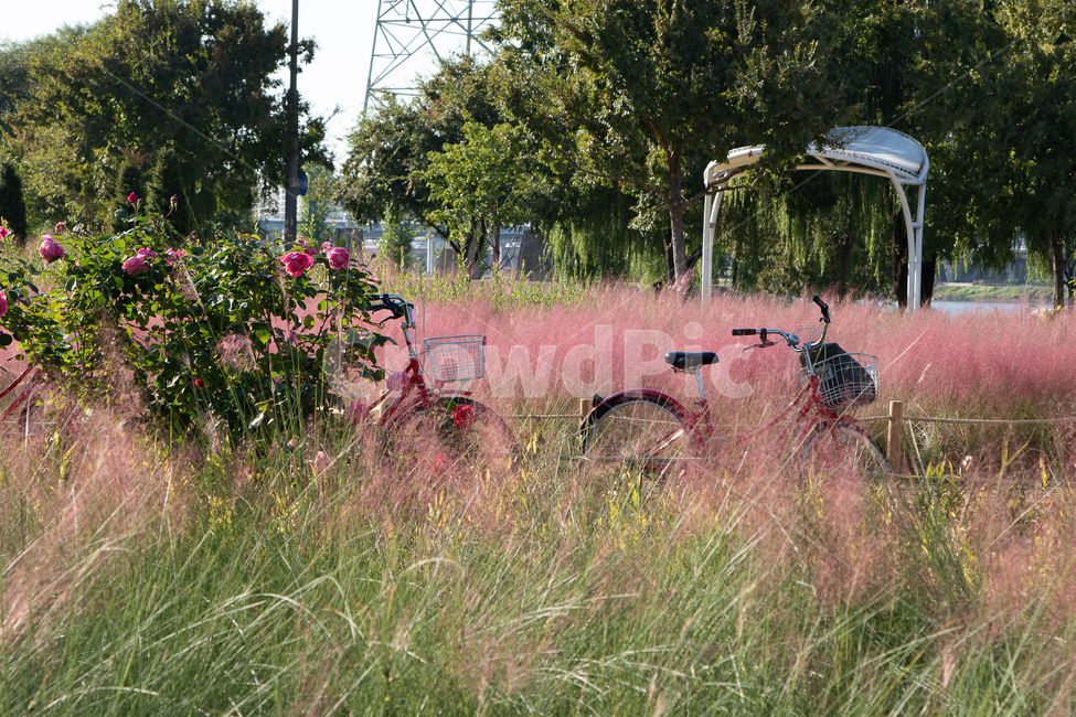 핑크뮬리,가을,배경,계절,핑크색,season,fall,autumn,감성,자연,풍경,nature,landscape,bike,자전거,vehicle,차량,transportation,교통,bicycle,wheel,바퀴,machine,기계