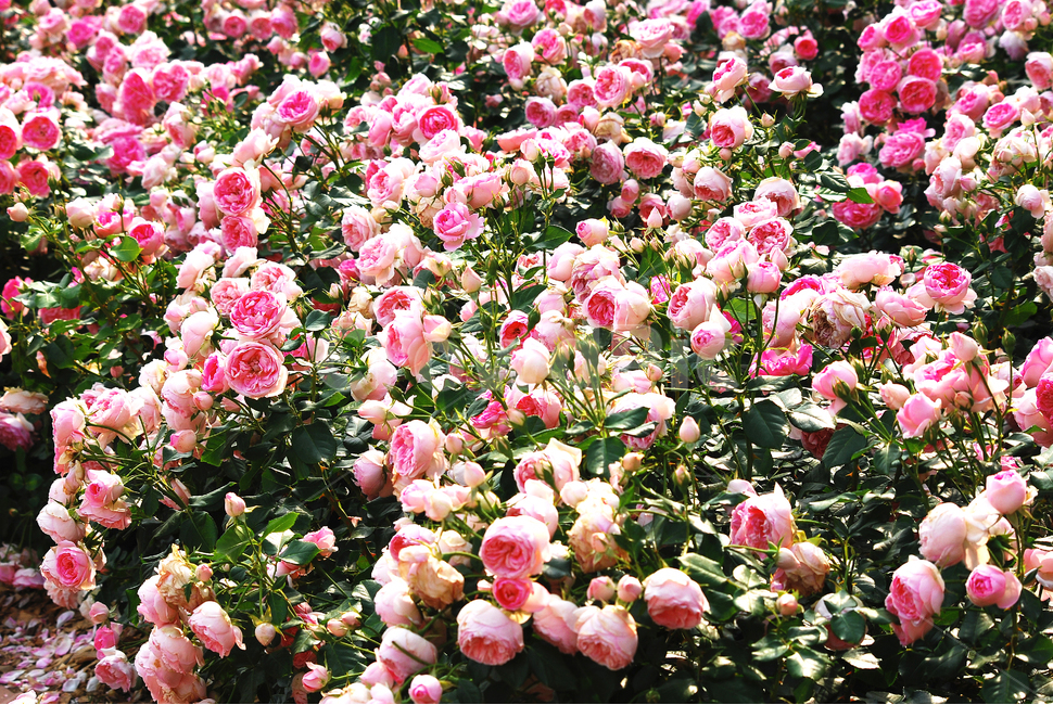 장미,장미꽃,로즈,꽃,아름다움,예쁜,플라워,데코레이션,꽃송이,꽃잎,feeling,rose,flowers,5월,계절의여왕,가시,가든,정원,앞뜰,장미원,장미축제,BEAUTIFUL,plant,garden,핑크색장미,분홍장미,pink,꽃밭,수많은,식물,자연,plants,nature,꽃,flower