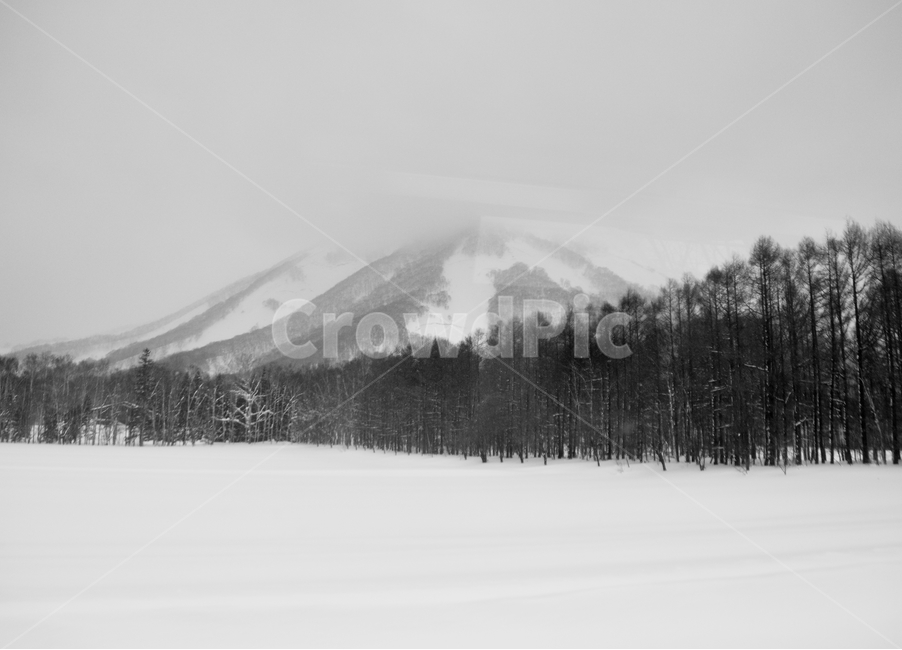 삿포로,겨울,눈,경치,설경,일본,호카이도,겨울,계절,winter,season,자연,풍경,nature,landscape,흑백,모노톤,monochrome,black and white,tree,나무,plant,식물,fir,전나무