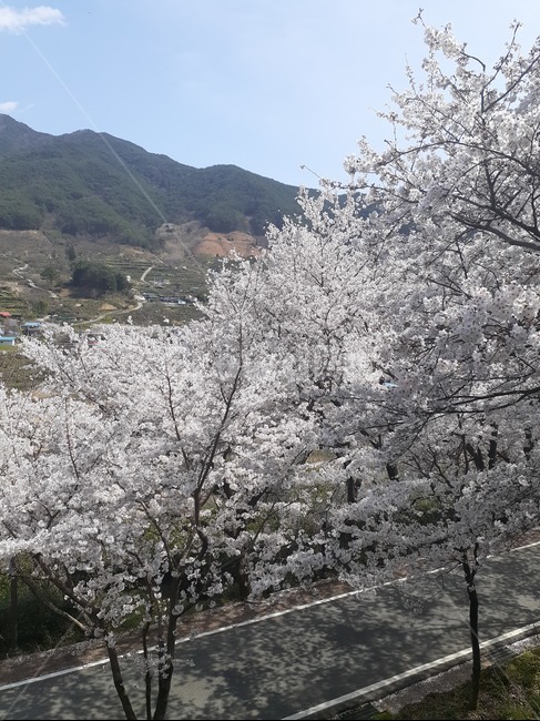 봄,벚꽃,꽃,옹기종기,벌