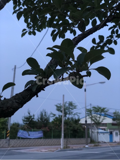 나무,밤,야경,잎사귀,자연,푸른,길,가지,나뭇가지,나무가지,풀,식물,자연,plants,nature,나무,trees,wood