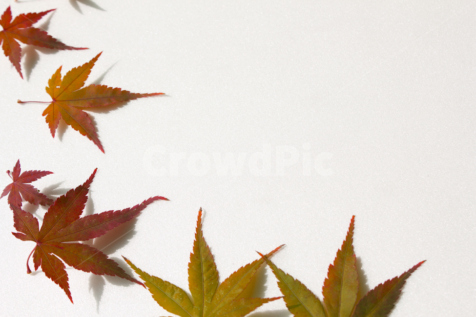잎사귀,잎,이파리,단풍,나뭇잎,흰배경,자연,식물,클로즈업,단풍잎,빨강,레드,빨간색,갈색,브라운,가을