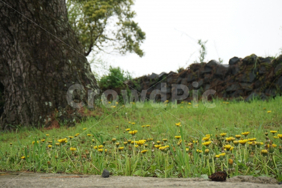 큰나무,작은풀꽃,들풀,돌담,연두,자연,풍경,nature,landscape,field,들,outdoors,옥외,grassland,목초지
