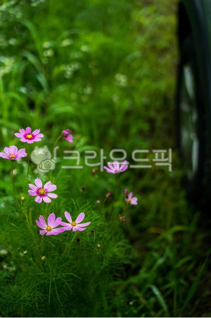 코스모스,계절,가을,꽃,색감,감성,식물,생물,생명,보라색,보라,풀,색,컬러,외부,야외,flower,자동차휠,carwheel,machine,vehicle,field,wheel,바퀴,타이어,tire,car,자동차