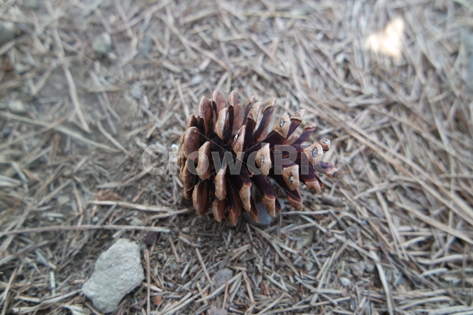 솔방울,길,road,pinecone,나뭇가지,가을