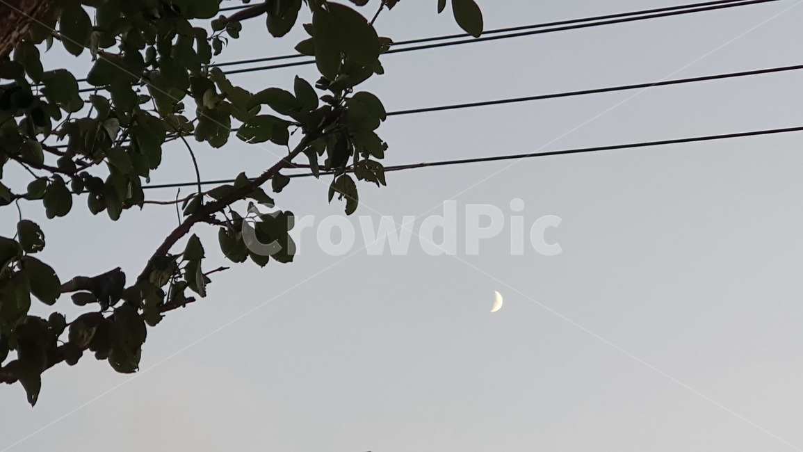 나무,나뭇잎,케이블,달,노란색,하늘,sky