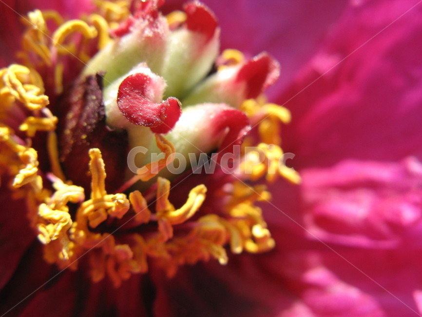 꽃,식물,붉은빛,수술,flower,식물,자연,plants,nature,꽃,flower