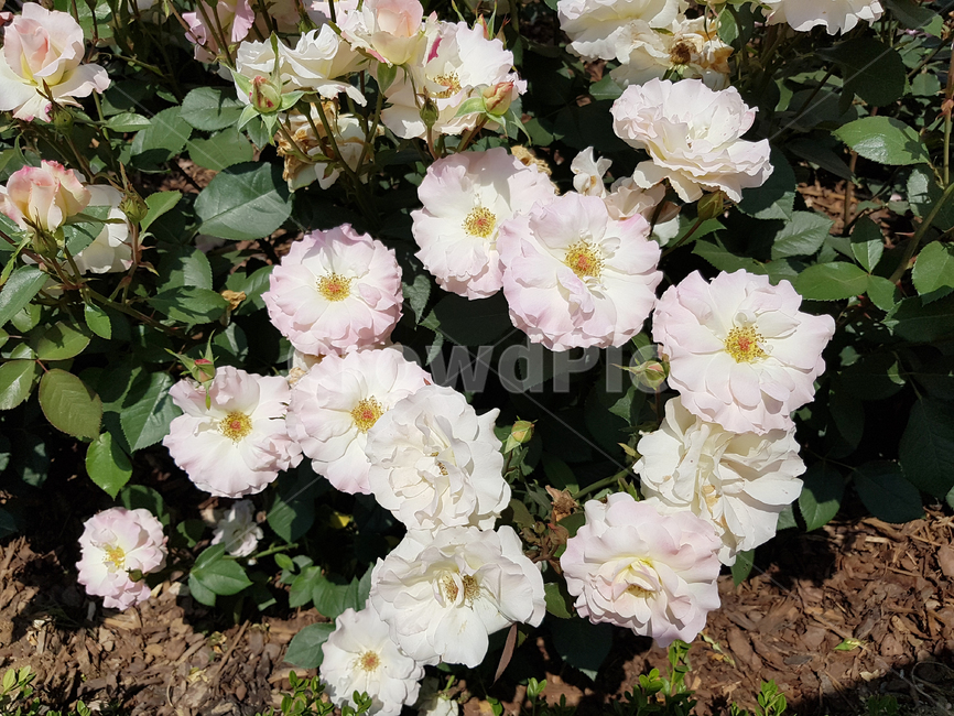 꽃,봄,예쁜꽃,배경이미지,계절,식물,자연,plants,nature,꽃,flower