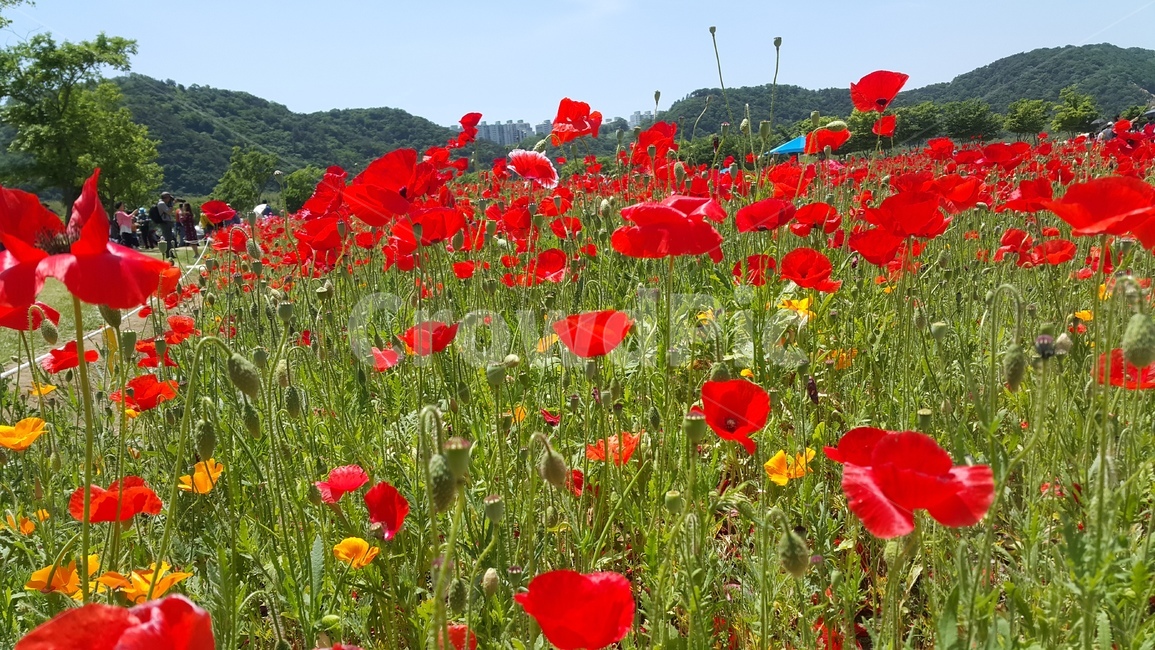 꽃,꽃밭,봄,flower,spring,식물,자연,plants,nature,꽃,flower