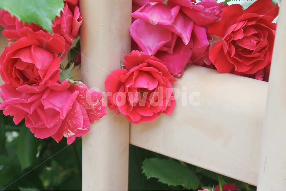 자연,장미,로즈,색감,초록,빨강,빨간색,초록색,green,red,rose