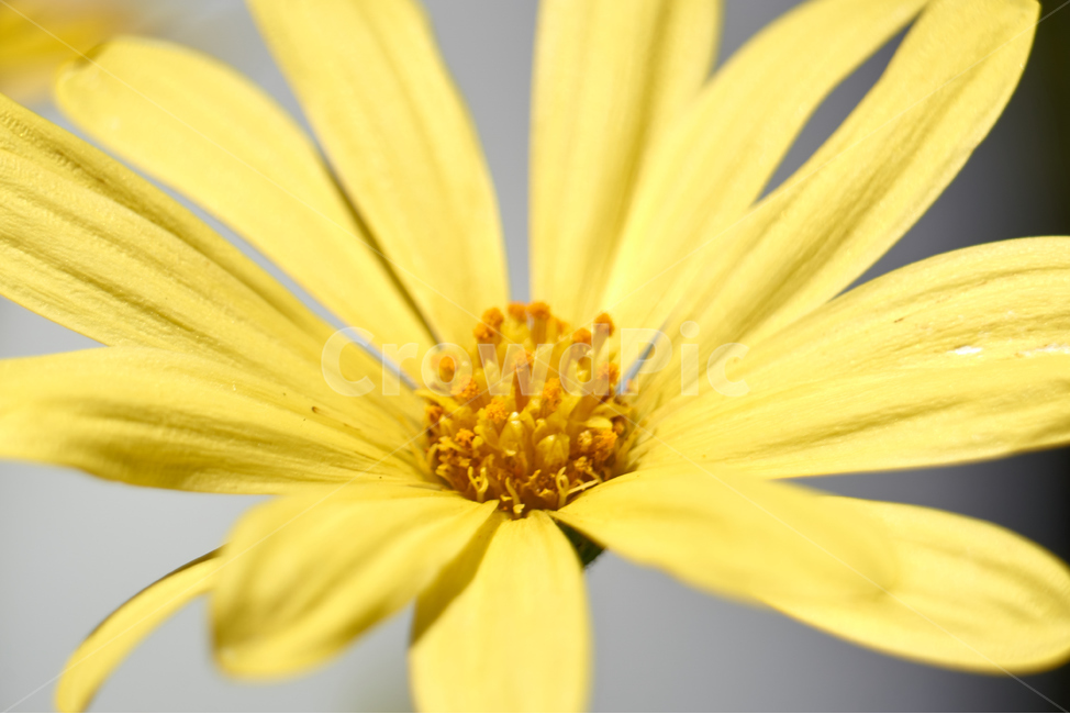 꽃,접사,생화,flower,식물,plant,nature,초접사,꽃잎,코스모스,꽃,flower