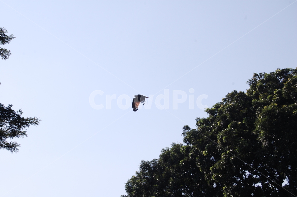 vulture,bird,flying,새,animal,동물,동물,animal,조류,새,birds