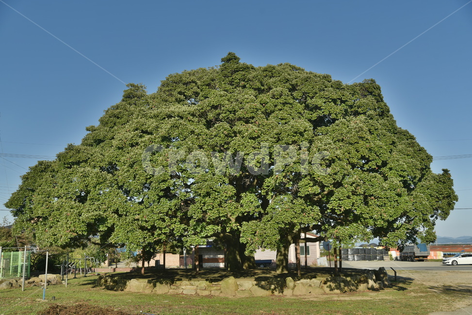 후박나무,천연기념물,나무,tree,삼산리,plant,식물,자연,plants,nature,나무,trees,wood