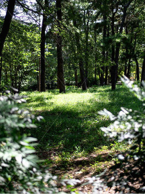 tree,나무,식물,plant,초목,vegetation,ground,자연,자연,풍경,nature,landscape