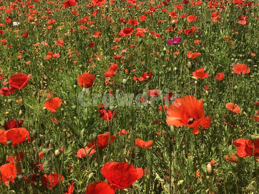 꽃,양귀비꽃,꽃밭,양귀비,봄,자연,flower
