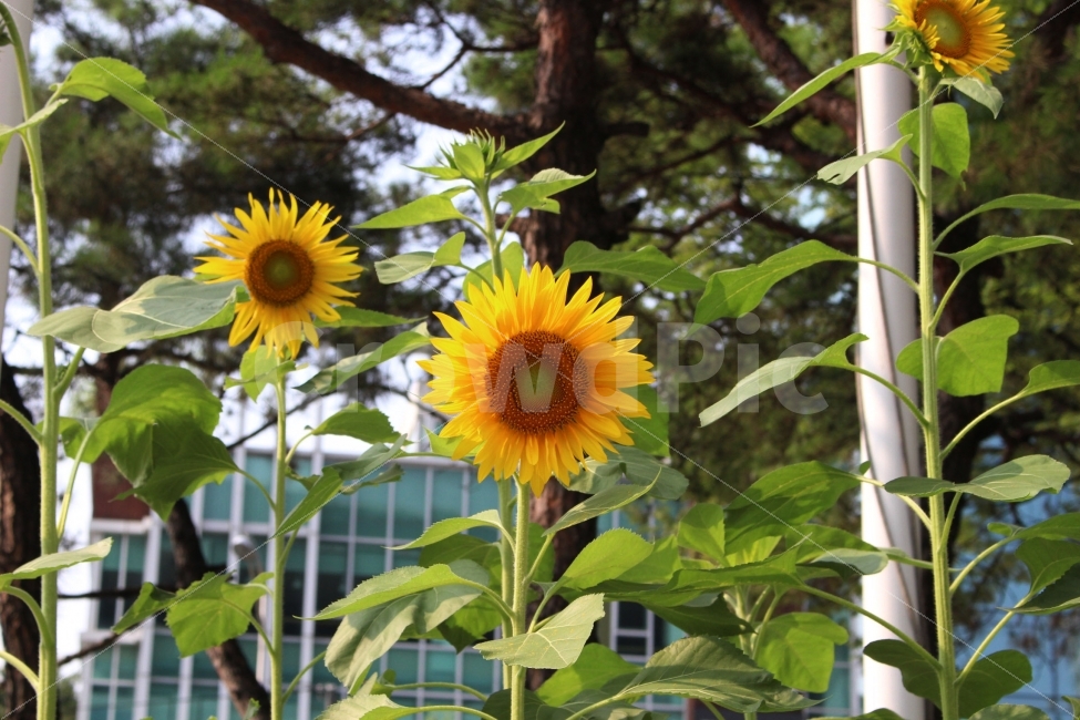 해바라기,꽃,야외,정원,자연,식물,공원,여름,계절,summer,season,식물,자연,plants,nature,꽃,flower,plant,blossom