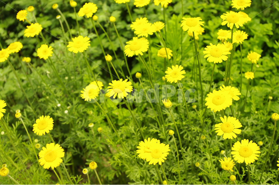 꽃,식물,flower,color,nature,자연,식물,자연,plants,nature,꽃,flower