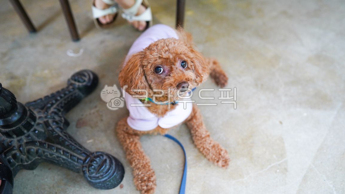 Pets,poodle,puppy,dog,brown poodle