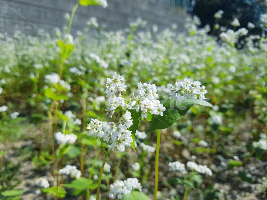 메밀,메밀꽃,buckwheat,가을,필터,filter,메물,flower,마당,색,color