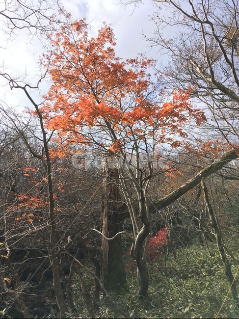 제주,한라산,가을,단풍,나무