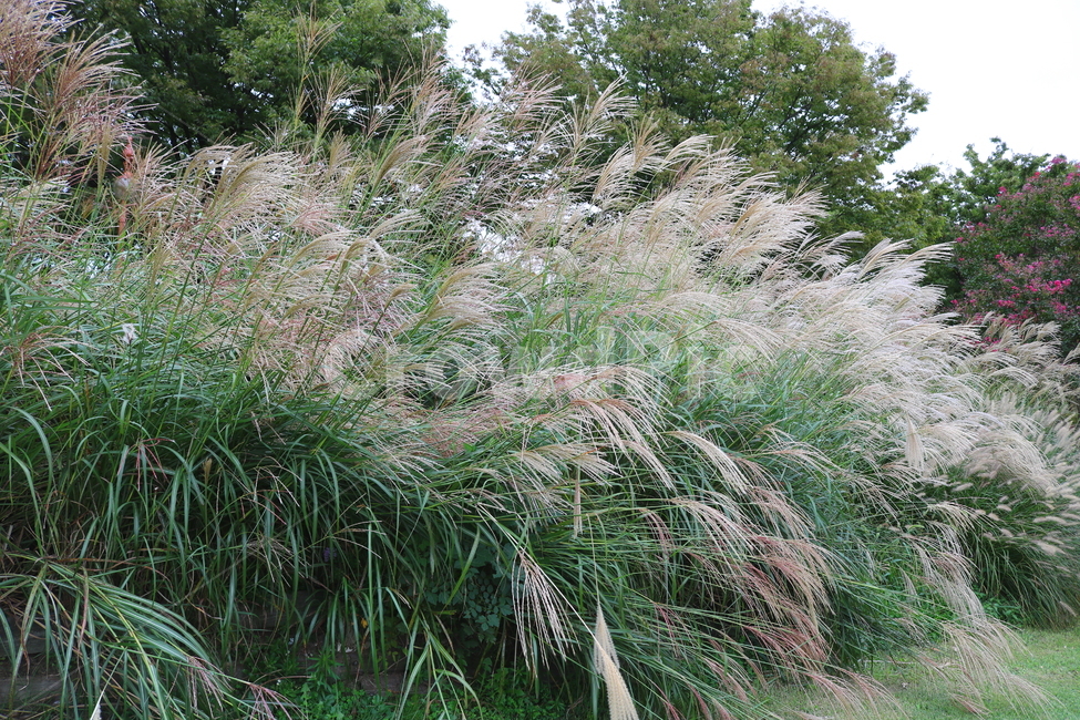 억새,풀,억새풀,식물,자연,벼과,벼과식물,들풀,두영,식물,자연,plants,nature