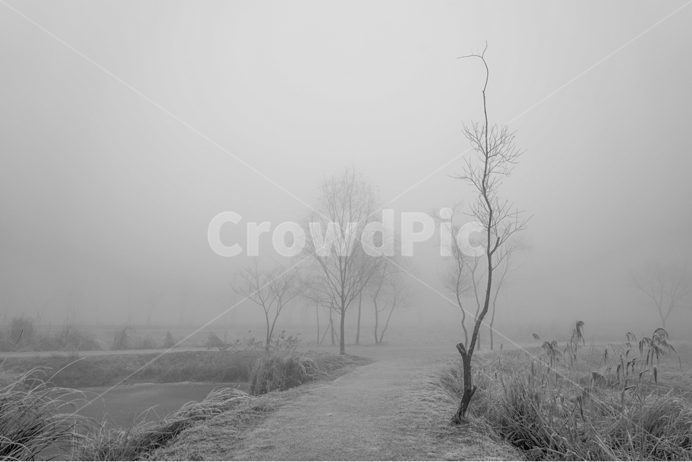 겨울,나무,감성,계절,공원,식물,자연,풍경,nature,landscape,흑백,모노톤,monochrome,black and white,weather,날씨,outdoors,옥외