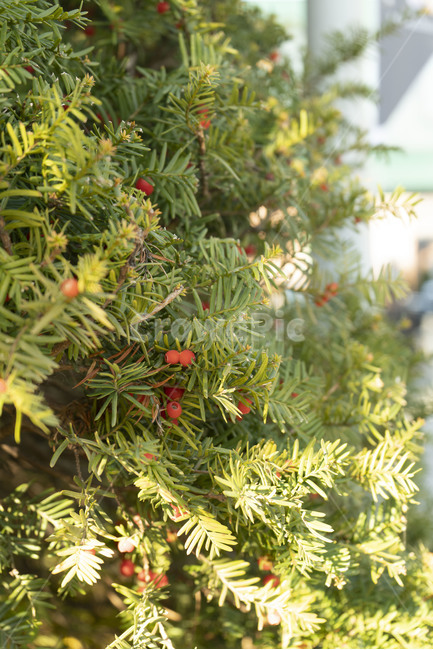 크리스마스,나무,빨간,열매,빨강,침엽수,식물,자연,plants,nature