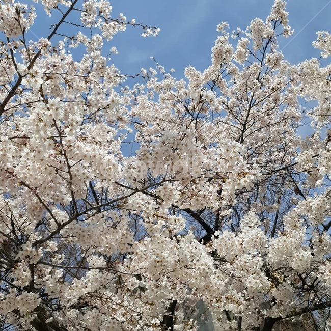 벚꽃,나무,꽃,하늘,벚꽃놀이