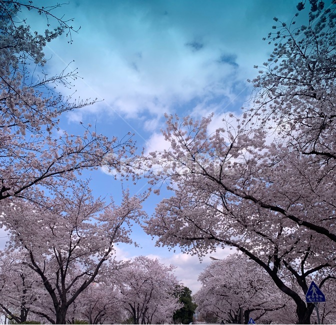 식물,벚꽃,하늘,자연,나무,plant,tree,sky,nature