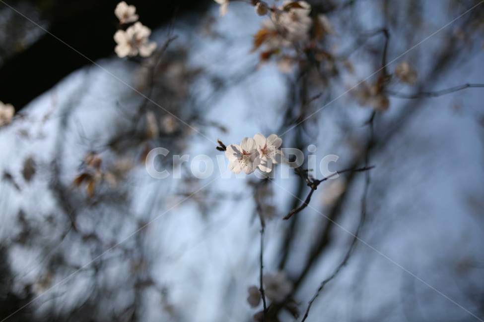 벚꽃,꽃,flower,cherryblossom,blossom,식물,나무