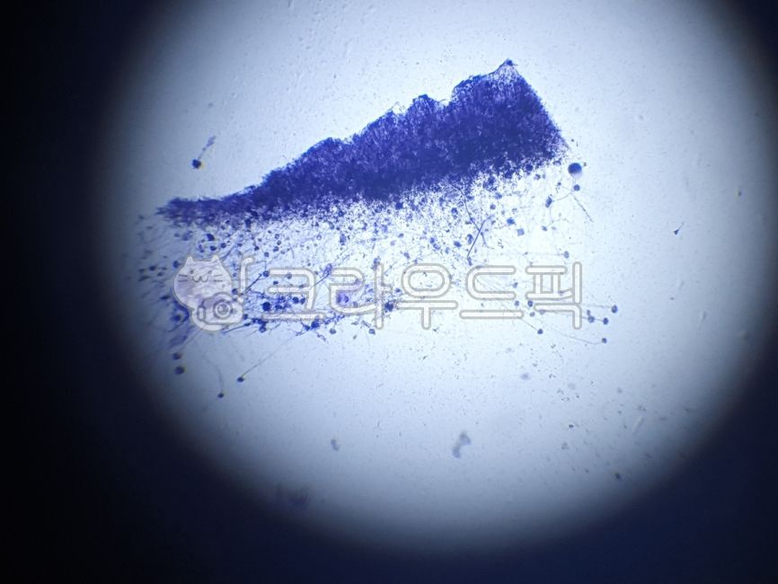 blue, fungi, mold, spore, microscope - Authentic Korean Stock Photos by ...
