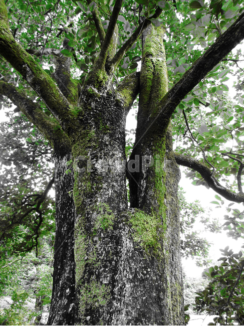 나무,여름,초록,울창함,자연물,식물,자연,plants,nature,나무,trees,wood