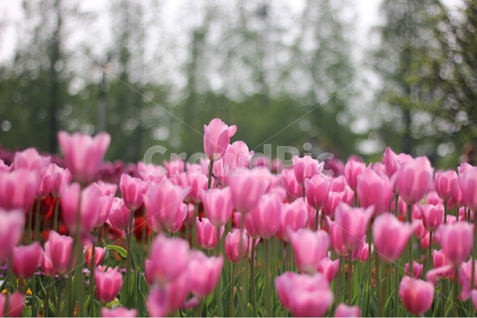 봄,꽃,봄꽃,튤립,컬러,색감,분홍,spring,flower,color,tulip,pink,beautiful,봄,계절,spring,season,식물,자연,plants,nature,꽃,flower,plant,blossom