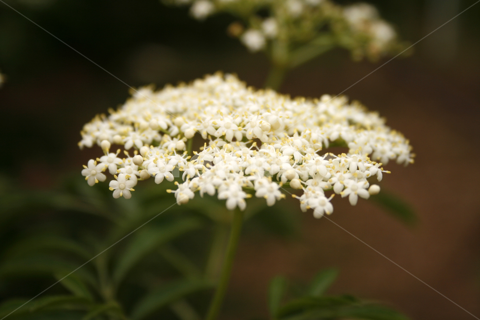 딱총나무,식물,flower,plants,nature,꽃,식물,자연,plants,nature,꽃,flower