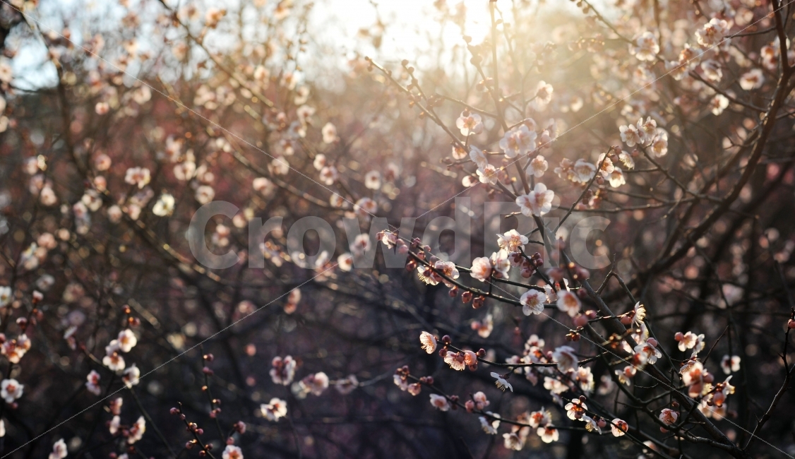 	광주광역시,중외공원,홍매화,백매화,봄,꽃,블로섬,blossom,따뜻한,포근한,식물,자연,plants,nature,봄,계절,spring,season,꽃,flower,plant