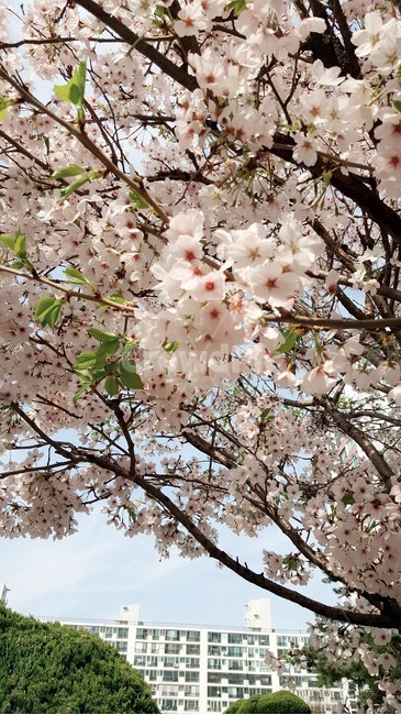 벚꽃,봄,꽃,벚꽃놀이,풍경,파릇파릇,자연,식물