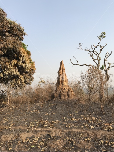 자연,아프리카,개미집,풍경,나무,자연,풍경,nature,landscape,ground,바닥,tree,plant,식물