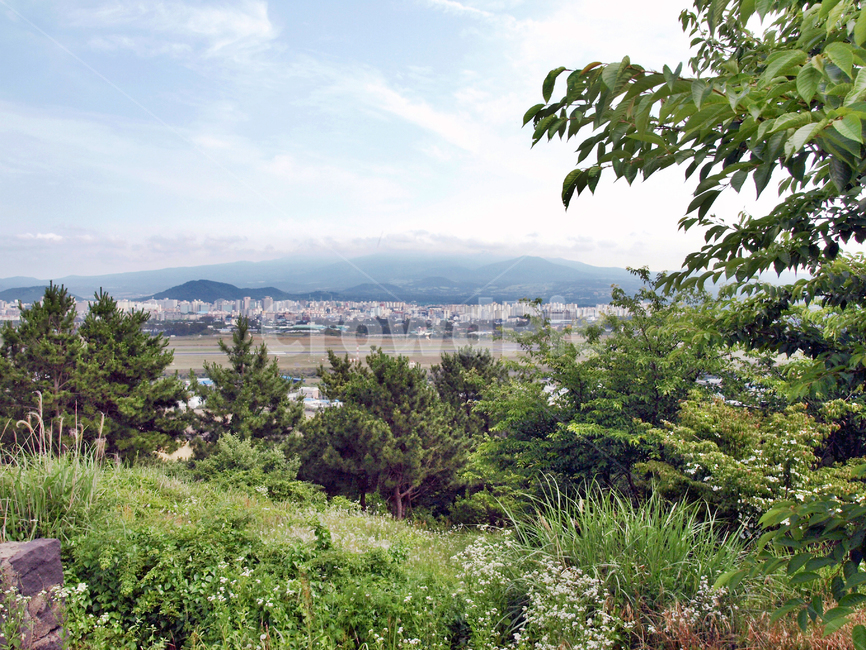 도두봉,오름,올레17코스,올레,제주,올레길,한라산,도시,풍경,city,landscape,한국도시풍경,한국도시경관,korea cityscape,plant,식물,tree,나무,abies,아비,fir,전나무,conifer,구과 식물