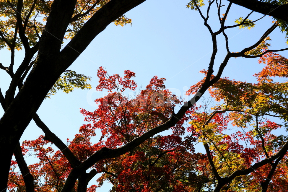 단풍,나무,단풍나무,식물,낙엽,자연,가을,나뭇잎,하늘,맑은하늘,가을,계절,fall,autumn,season