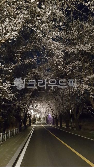 cherry blossom tree,Cherry Blossom,cherry blossom road,road,road name,flower tree,cherry blossoms at night