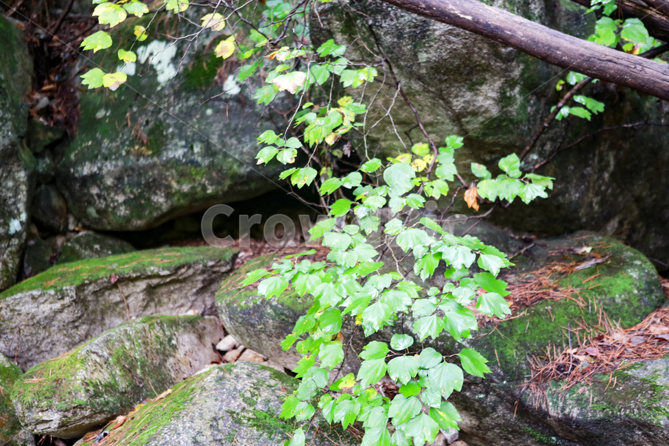 무릉계곡,가을산,단풍,산꽃,야생화,강원도,동해시,돌이끼,이끼,자연,풍경,nature,landscape,plant,식물