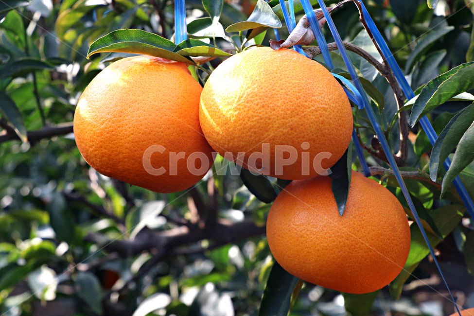 천혜향,감귤류과일,citrusfruit,food,음식,fruit,과일,plant,식물,produce,grapefruit,orange,주황색